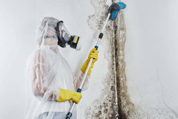 Office Mold Removal Services in Jessup, MD