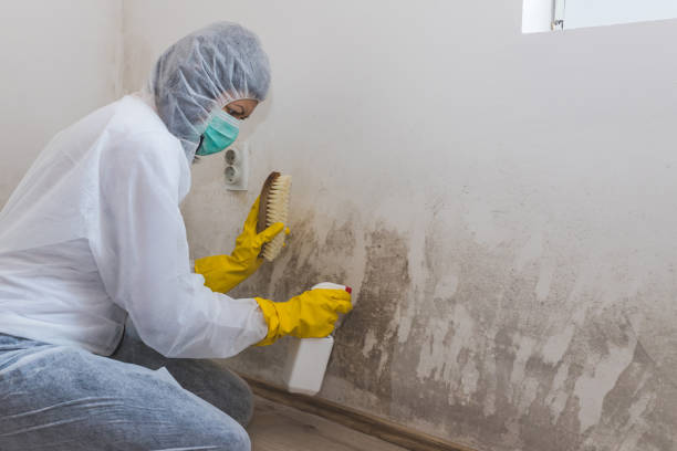 Best Professional Mold Removal  in Jessup, MD