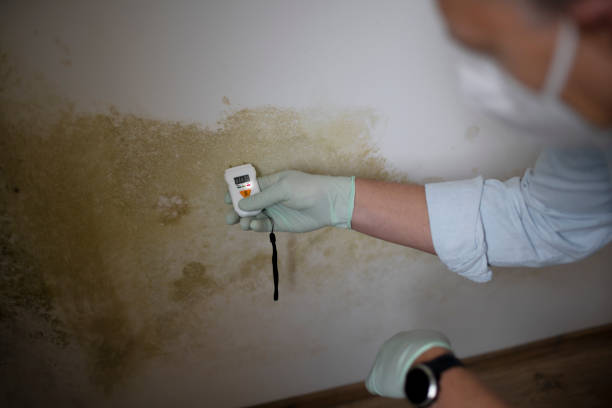 Trusted Jessup, MD Mold Removal Experts