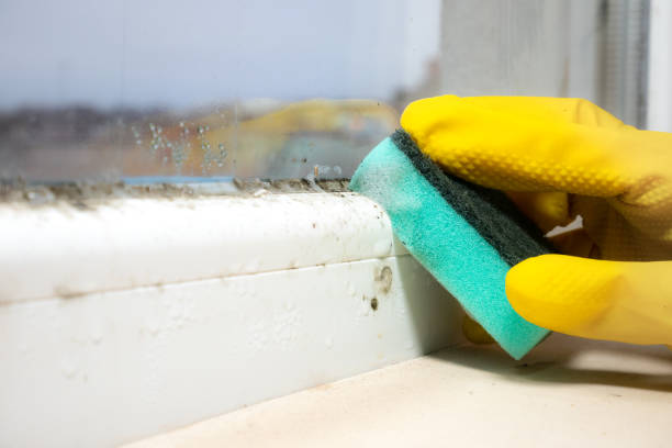 Best Residential Mold Removal  in Jessup, MD