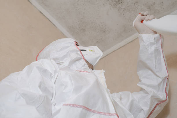 Best Mold Remediation Experts  in Jessup, MD