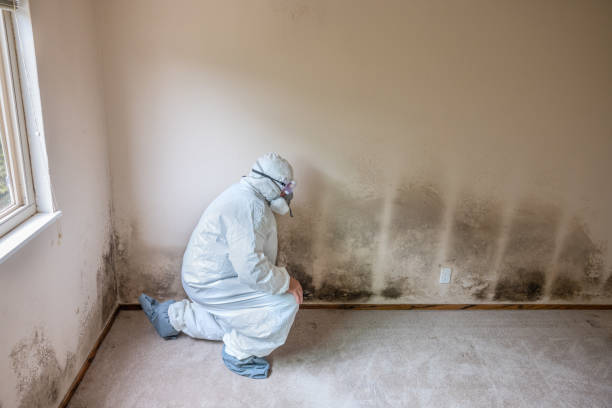 Certified Mold Removal in Jessup, MD