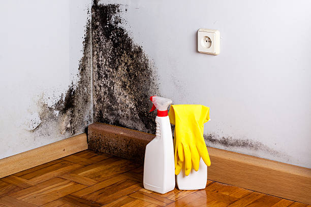 Best Mold Removal Company Near Me  in Jessup, MD